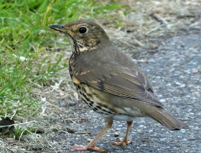 thrush-gd882c4df1_640
